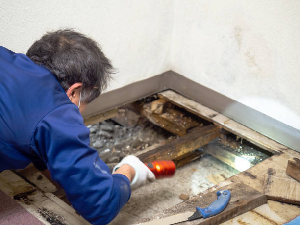 Best Mold Removal Near Me  in Colchester, IL