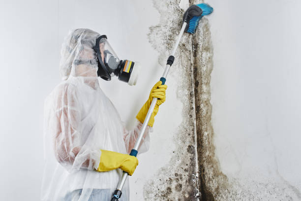 Trusted Colchester, IL Mold Removal Experts