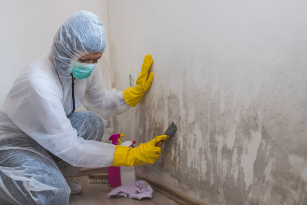 Best Black Mold Removal  in Colchester, IL
