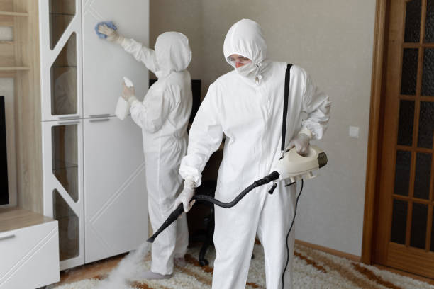 Attic Mold Removal in Colchester, IL