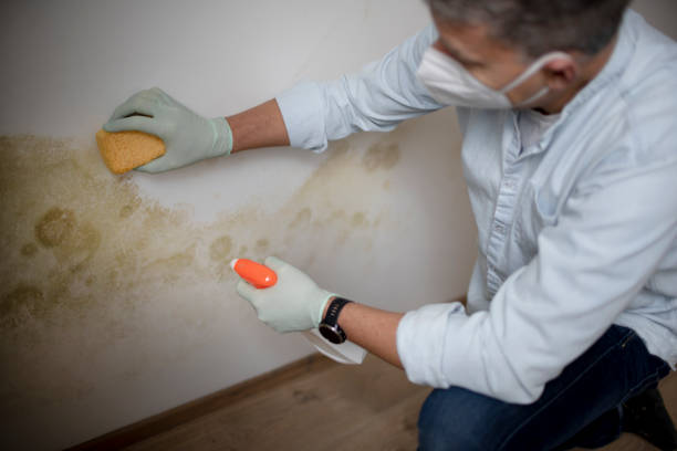 Best Fast Mold Removal  in Colchester, IL