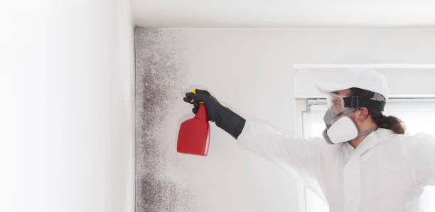 Best Water Damage Restoration  in Colchester, IL