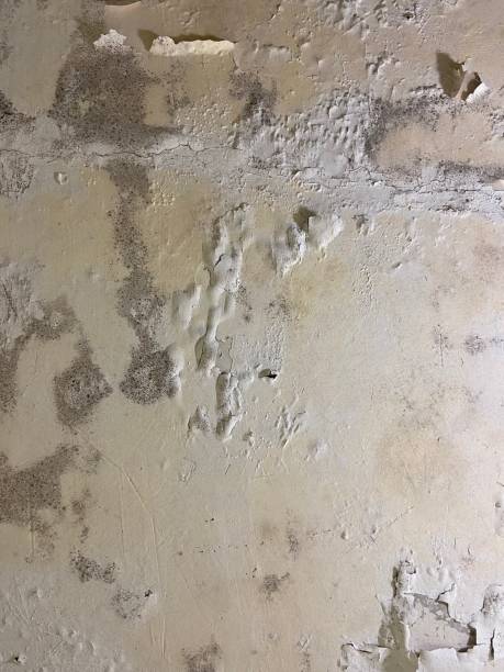 Best Mold Removal Company Near Me  in Colchester, IL