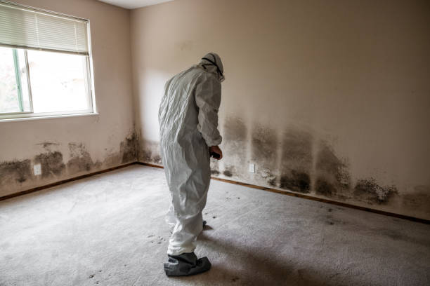 Best Professional Mold Removal  in Colchester, IL