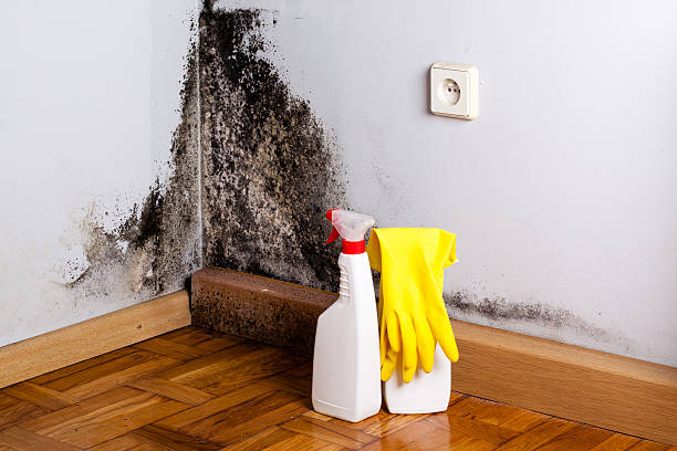 Best Commercial Mold Removal  in Colchester, IL