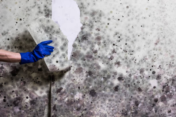 Best Mold Cleaning Services  in Colchester, IL
