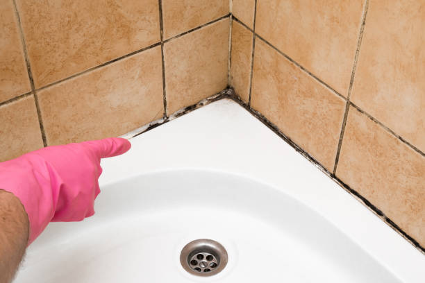 Best Mold Remediation  in Colchester, IL