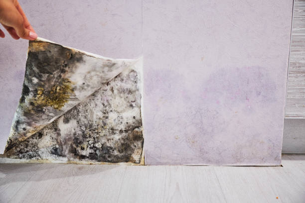 Best Mold Damage Repair  in Colchester, IL